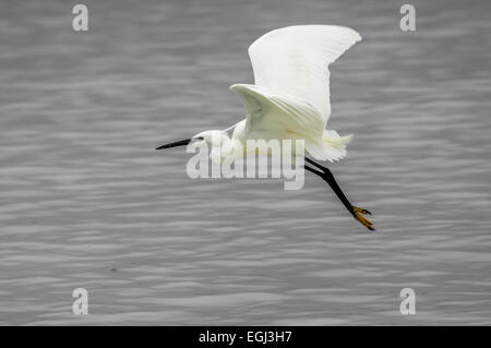 Ein Seidenreiher im Flug über das Meer auf Sansibar. Stockfoto