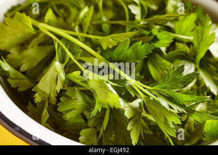 frische glatte Petersilie, manchmal auch als italienische Petersilie Stockfoto