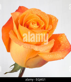 Orange Rose Stockfoto