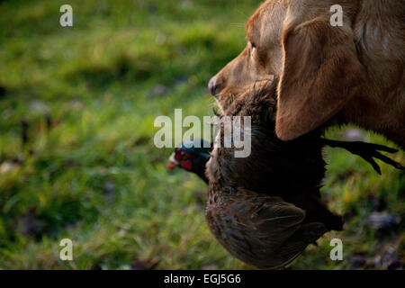 Ein Hund, ein männlichen Fasan abrufen, nachdem es über ein Feld geschossen worden war Stockfoto