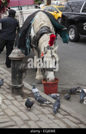 Kutsche Pferd teilt eine Mahlzeit mit den lokalen Tauben am Central Park South Central Park in Manhattan, NYC. Stockfoto