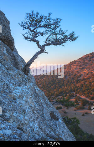 Baum auf Felsen auf der Krim Stockfoto