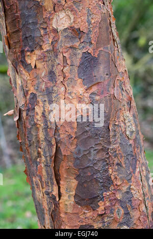 Abblätternde Rinde von Acer Griseum im Winter. Stockfoto