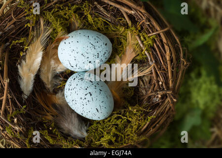 Blau gesprenkelten Eiern liegen in einem Vogelnest