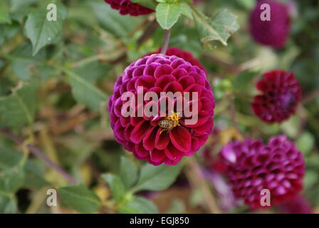 Rote Dahlienblume (Asteraceae) mit Wespe (Apokrita) Sammeln Pollen. Stockfoto