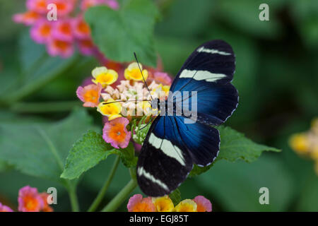 Kleine blaue Grecian Nymphalidae Heliconiinae Heliconius Sara Schmetterling Blume schöne Insektes grünes Blatt Stockfoto