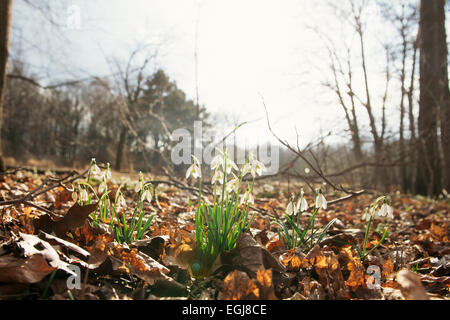 Berlin, Deutschland. 25. Februar 2015. Schneeglöckchen blühen in der Sonne in der "Tiergarten" in Berlin, Deutschland, 25. Februar 2015. Foto: Felix Zahn/Dpa/Alamy Live News Stockfoto