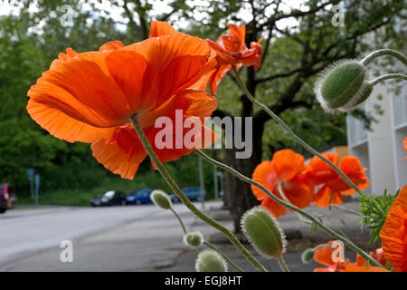 Mohn blüht in kräftige orange Farbe. Stockfoto