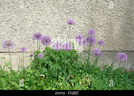 Allium Blumen mit lila Ball wie Blüten an einem Putz Wand, abstrakte Komposition. Stockfoto