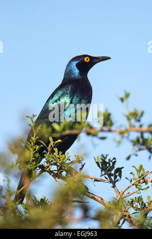 Schwarzbäuchigen Starling (Glanzstare Corruscus) sitzt auf einem Busch in Amakhala Game Reserve, Eastern Cape, Südafrika. Stockfoto