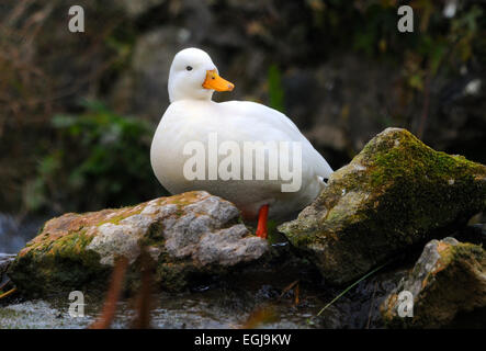 Eine weiße Anruf Ente in Arundel, West Sussex Stockfoto