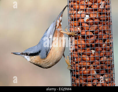 Ein Kleiber auf Erdnuss Feeder in Arundel, West Sussex. PIC Mike Walker, Mike Walker Bilder Stockfoto