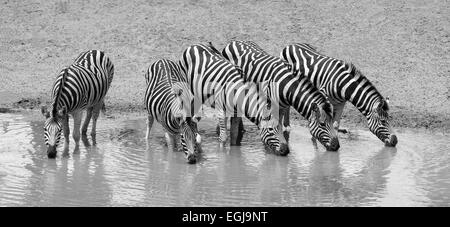 Zebras trinken an einer Wasserstelle in Mkuze, Südafrika. Stockfoto