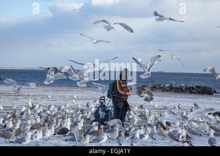 Man füttert Möwen am Strand von Coney Island an einem winterlichen windigen Tag, Brooklyn, New York. Stockfoto