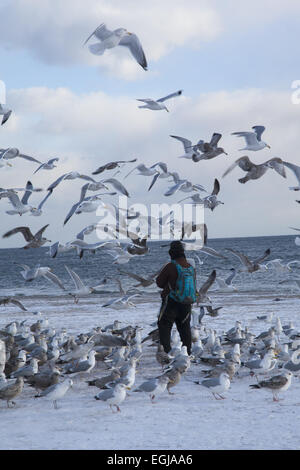 Man füttert Möwen am Strand von Coney Island an einem winterlichen windigen Tag, Brooklyn, New York. Stockfoto