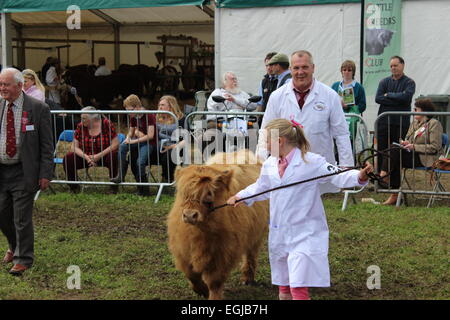 Mann und Mädchen zeigen Highland Kuh Kalb an der Northumberland County Show Stockfoto