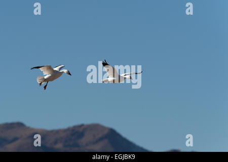 Eine Herde von Schneegänsen in den Himmel der Bosque Del Apache in New Mexico, USA Stockfoto