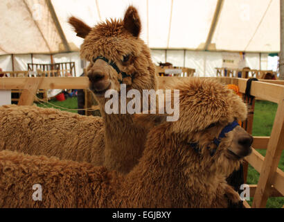 Alpakas im Northumbrland County Show, UK Stockfoto