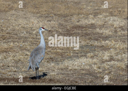 Kraniche, Essen in einem Feld der Bosque Del Apache in New Mexico, USA Stockfoto