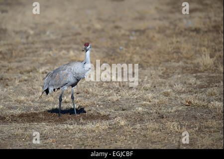 Kraniche, Essen in einem Feld der Bosque Del Apache in New Mexico, USA Stockfoto