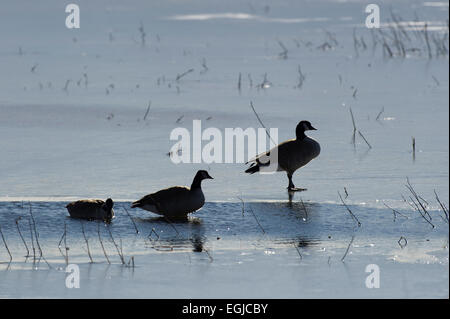 Kanada-Gans stehend in einem Teich der Bosque Del Apache in New Mexico, USA Stockfoto