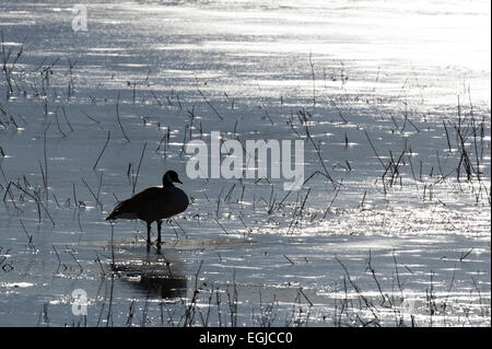 Kanada-Gans stehend in einem Teich der Bosque Del Apache in New Mexico, USA Stockfoto