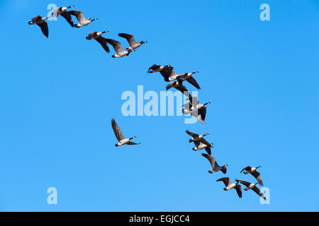 Eine Herde von Kanadagänse fliegen in den Himmel der Bosque Del Apache in New Mexico, USA Stockfoto