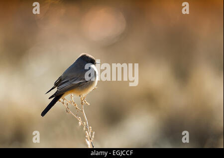 Östlichen Phoebel in einem Baum der Bosque Del Apache in New Mexico, USA Stockfoto