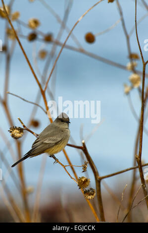 Östlichen Phoebel in einem Baum der Bosque Del Apache in New Mexico, USA Stockfoto