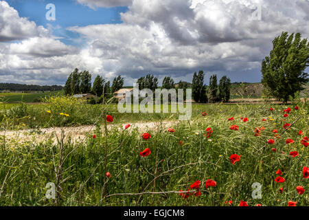 Mohn, wiegen sich im Wind in einem Feld von langen Gräsern Stockfoto