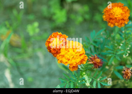 Ringelblumen blühen im Garten Stockfoto