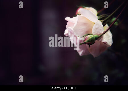 Rosa rose Blume und rosa rose Knospe, in den dunklen Garten. Stockfoto
