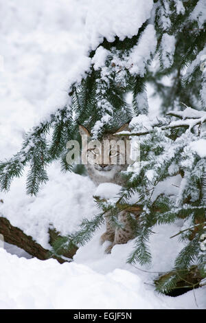 Europäische Luchs (Lynx Lynx) im Schnee) Stockfoto