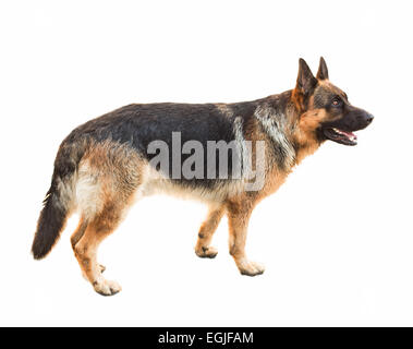 Deutscher Schäferhund isoliert auf weißem Hintergrund Stockfoto