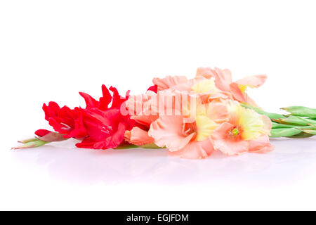Gladiolen Blume isoliert auf weißem Hintergrund Stockfoto