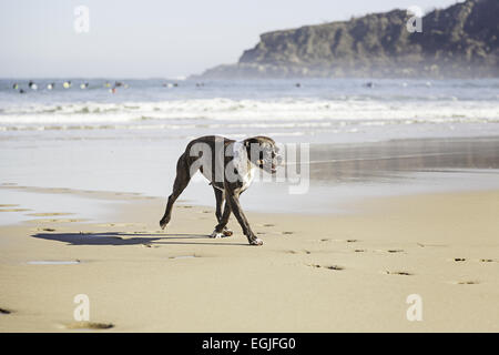 Hund am Strand, Detail eines Hundes spielen und genießen das Meer, Natur und Tierwelt Stockfoto