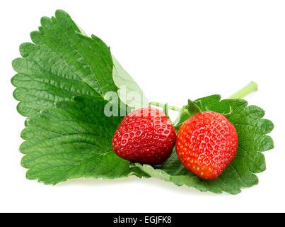 Erdbeeren Beere isolierten auf weißen Hintergrund Stockfoto