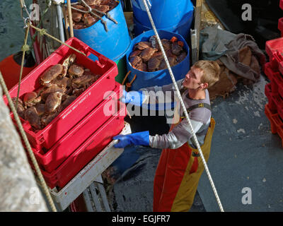 Krebse, die Landung am Kai von Hebezeug in roten Kunststoffschalen aus jungen männlichen Fischer Stockfoto