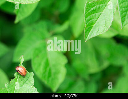 Kartoffel-Rosenkohl blühen, der Kartoffelkäfer Stockfoto