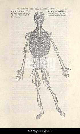 "De Humani Corporis Fabrica Libri Septem" von Andreas Vesalius (1514-1564) veröffentlicht im Jahre 1543. Siehe Beschreibung für weitere infor Stockfoto