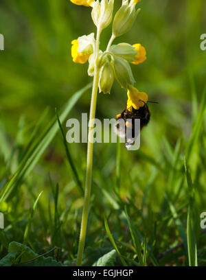 Hummel (Bombus Spp) ernähren sich von Schlüsselblume (Primula Veris) Stockfoto