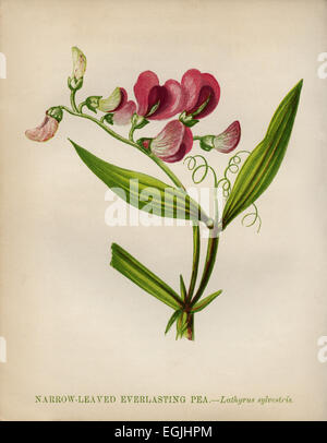 Schmale Endivie Everlasting Pea (Lathyrus Sylvestris) Farblitho Künstler: Anne Pratt "Wildblumen" 1852 Stockfoto