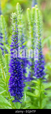 Spitzen der blauen Ehrenpreis in einem Garten. Stockfoto