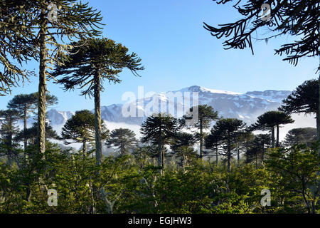 Chile. Affen Puzzle Bäume. Araucaria araucana Stockfoto