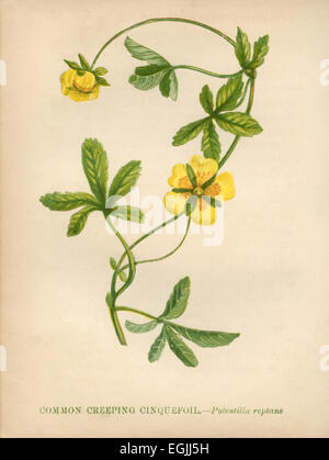Gemeinsamen kriechenden Fingerkraut (Potentilla Reptans) Farblitho Künstler: Anne Pratt "Wildblumen" 1852 Stockfoto