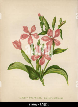 Gemeinsamen Seifenkraut (Saponaria Officinalis) Farblitho Künstler: Anne Pratt "Wildblumen" 1852 Stockfoto