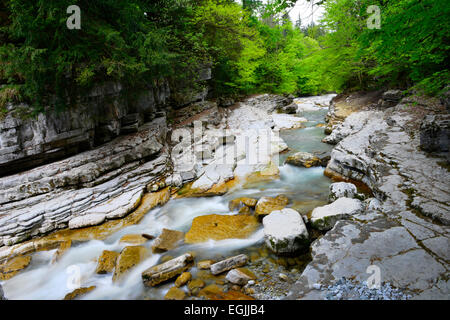 Taugl Fluss Tauglgries Naturschutzgebiet, Bad Vigaun, Bezirk Hallein, Salzburg, Österreich Stockfoto