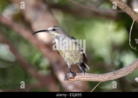 Malachit Sunbird weiblich in Südafrika Stockfoto