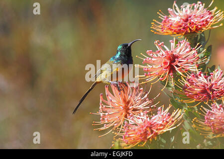 Orange-breasted Sunbird männlich Fütterung an protea im Botanischen Garten in Südafrika Stockfoto