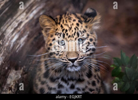 Weibliche Amur Leopard Cub Blick in die Kamera Stockfoto